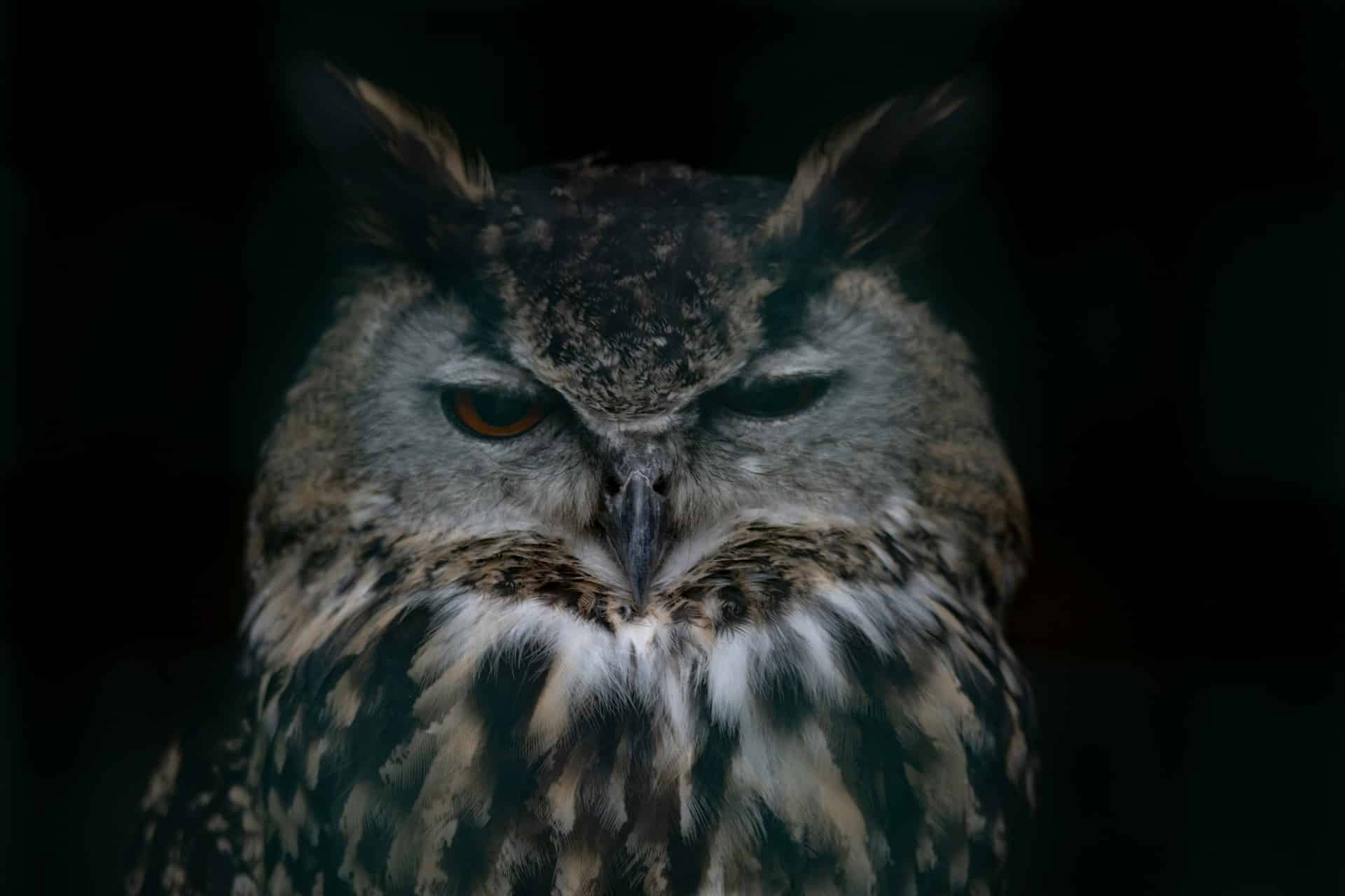 Grand duc